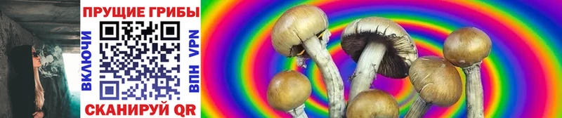Псилоцибиновые грибы Psilocybe  Купить закладки  Грайворон 